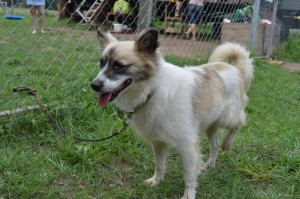 10486129_316032048566548_7857008195732620785_n