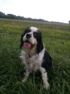 10559656_308002066036213_3397635899295731611_n