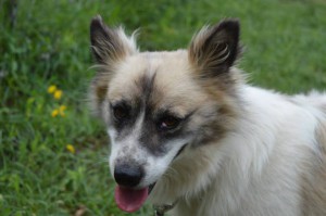 10609726_316032095233210_7744062848796165971_n