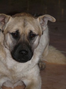 10152420_403884959781256_3172084269620680736_n