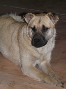 10393150_403884889781263_862757751967915813_n