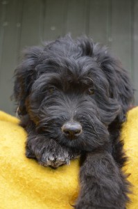 10406734_327312244105195_5130918461703016554_n