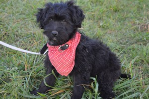 10428172_327311804105239_8202200772734306516_o