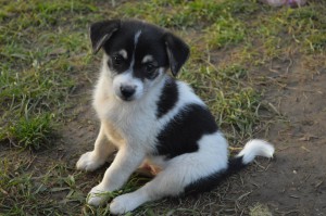 10443258_331754330327653_1120445228668625815_o