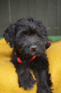 10472736_327312277438525_1197511244887251005_n