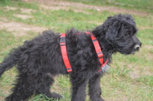 10477123_327311074105312_2606544334779148824_o