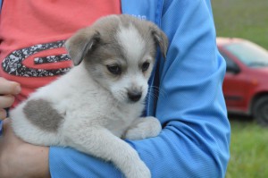 10483094_331755533660866_1057380805728933906_o