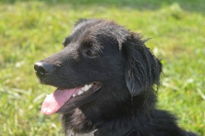 10517384_336411846528568_6438099612045382667_o