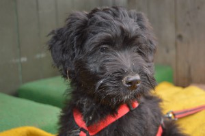 10532743_327312154105204_1686454854146246775_o