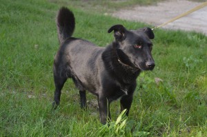 10534221_336397589863327_973879650870158324_o