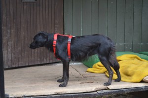 10535777_327309540772132_258199762576990744_o