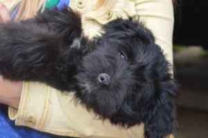 10542677_327311317438621_1388683268764453209_o