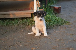 10551435_331754666994286_8863413136444118284_o