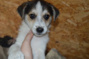 10557665_331753276994425_2629205585690715775_o