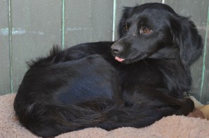 10562724_327309430772143_1180129760861370414_o