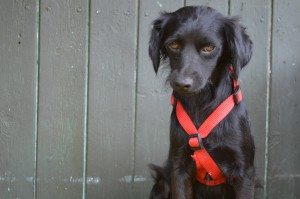 10580698_327309190772167_8663503001276766014_o