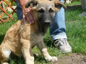 10580851_315137678655985_2774157050472187181_o