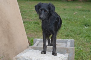 10604490_327309910772095_4584357371493384837_o