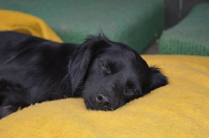 10608309_327309097438843_2015655362712093830_o