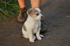 10608430_331753560327730_2986329231329208115_o