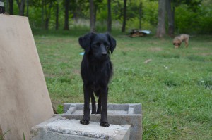 10608630_327308904105529_3267347565895993835_o