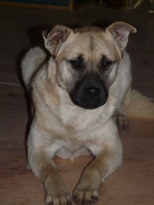 10609519_403884559781296_5148596470490030357_n