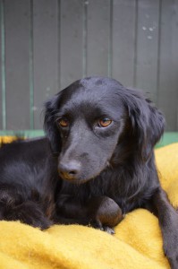 10613110_327309154105504_2086964827199195662_n