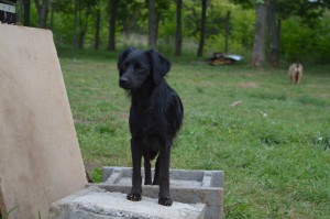 10626273_327308977438855_8735465569629429558_o