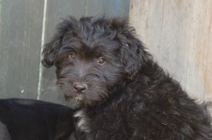 10626372_327311277438625_3231564426024985649_o