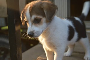 10631276_331753463661073_2457399733366623732_o