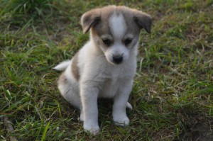 10644604_331754230327663_5355249233417541261_o