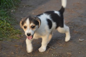 10648297_331753150327771_4581721967580461586_o