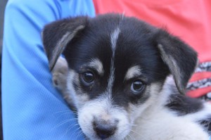 10655448_331756296994123_8707348050549238626_o