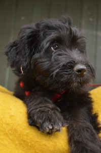 10659231_327312174105202_9122431047075559089_n