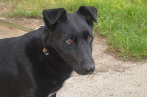 10682436_336398929863193_8976347339853326487_o