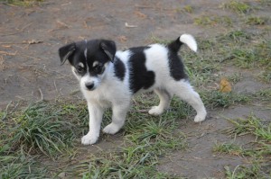 10697417_331754160327670_2848877419333847731_o