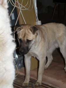 10981845_403884596447959_3153147312411128371_n