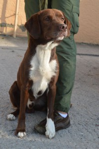 1270281_336405179862568_5013513924192867821_o