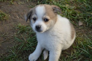 1399219_331753773661042_1003202240876420702_o