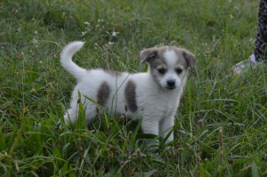 1492277_331756003660819_1440768818621289626_o