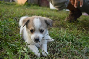 1606492_331754380327648_8664517521149769481_o