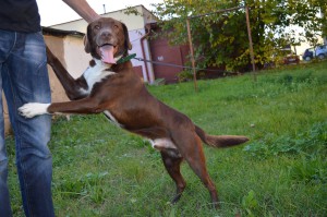 1618237_346221388880947_1583468290437712809_o