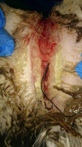 1011745_343569089146177_3780316773836826885_n