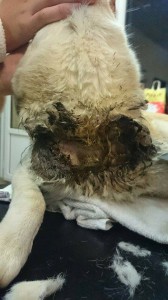 10300163_343569102479509_3122834493586384785_n