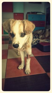 10358728_343570372479382_9031630427267445335_n