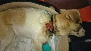 10427319_343569105812842_1814197362501962_n