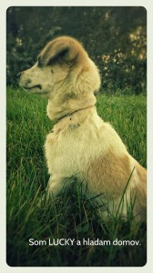 10530894_343570402479379_4331064334156380057_n