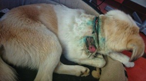 10557166_343569175812835_3937424052373412132_n