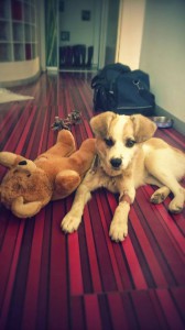 10672266_343570452479374_4867399061720956977_n