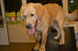 10682421_343458035823949_6803776088082251285_o